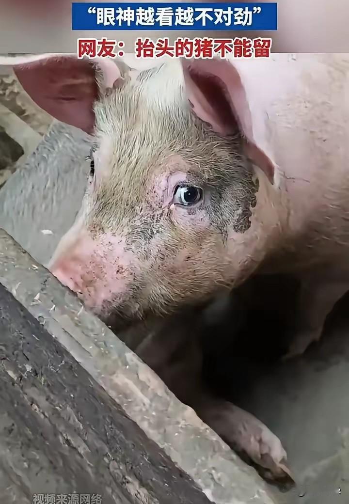 民间流传一句话，“抬头看人的猪不能留”，不知道这句话有没有科学依据，总之，这是老