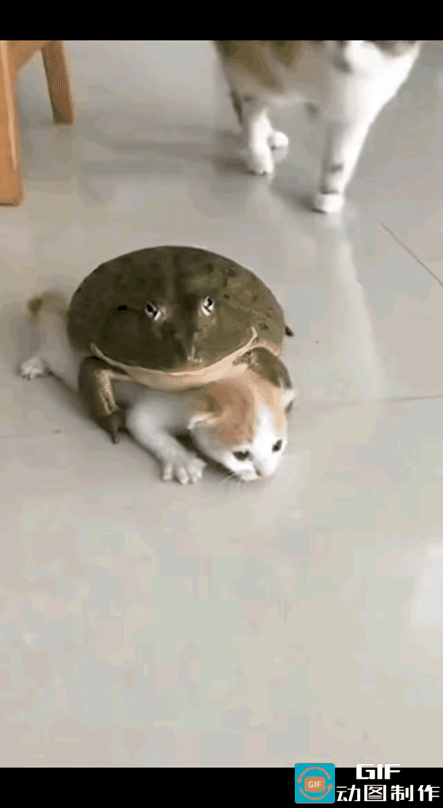 猫妈护崽名场面！牛蛙胆大包天惹错主笑不活了！谁能想到牛蛙也敢“碰瓷”小奶猫