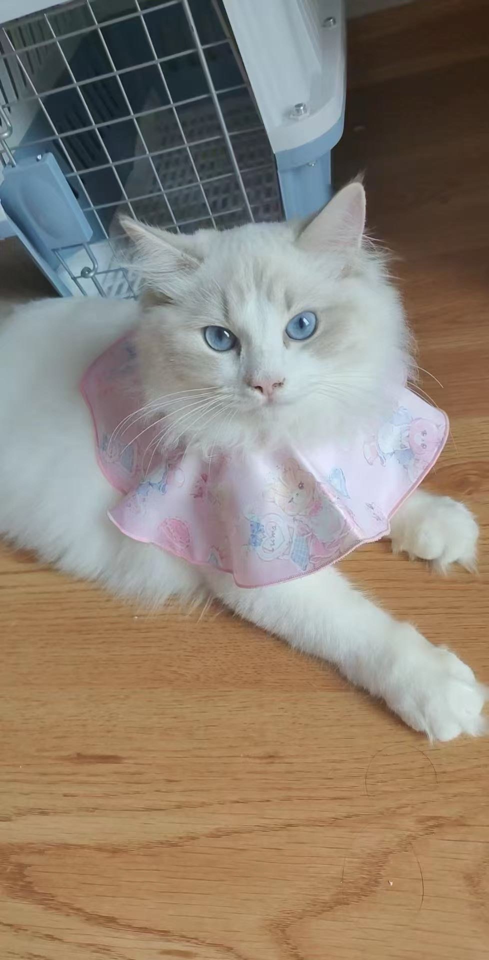 又是一个刚到家和现在系列（家长）MINOS布偶猫舍​​​