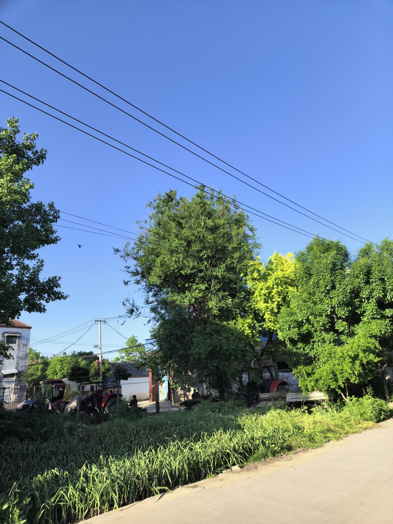 还在被窝里躺着，就听见小鸟鸣啾，清脆悠扬，欢天喜地——老家美好的一天又开始了！