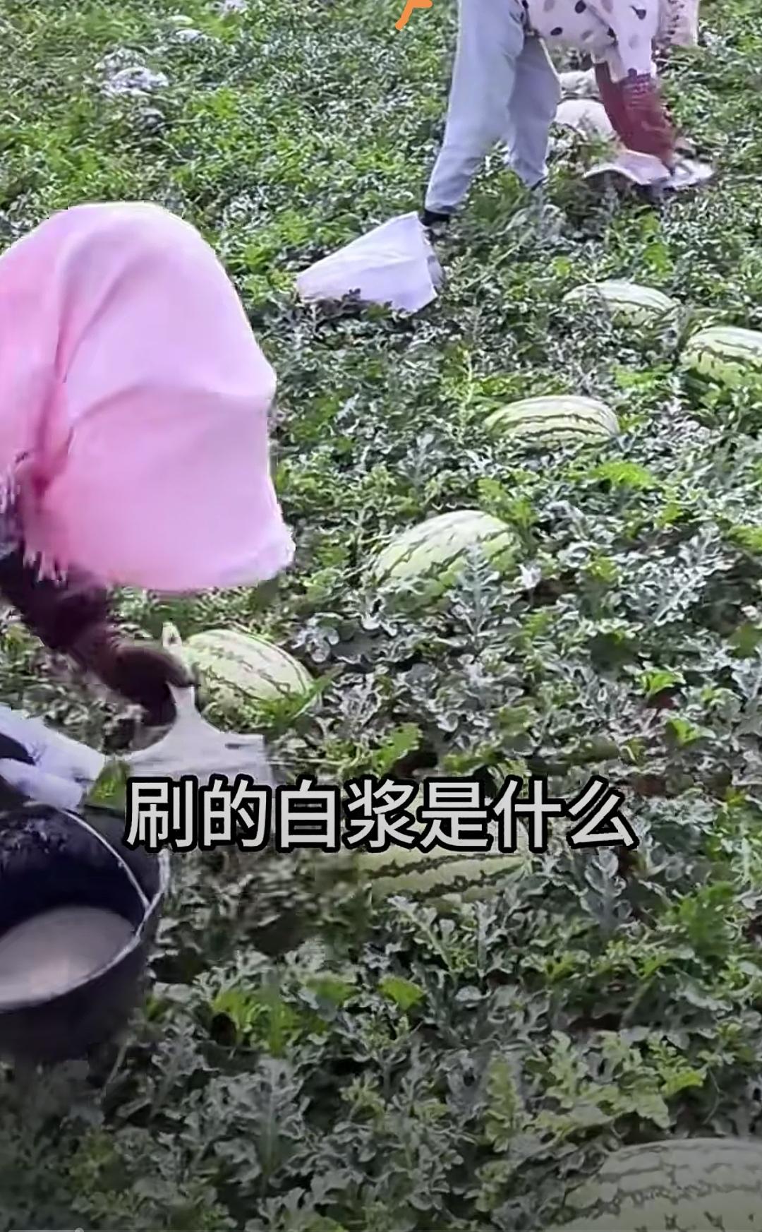 西瓜表皮刷白浆，难道是药水泡瓜？不少人看到瓜农给西瓜刷白浆就慌了神，误以为是增
