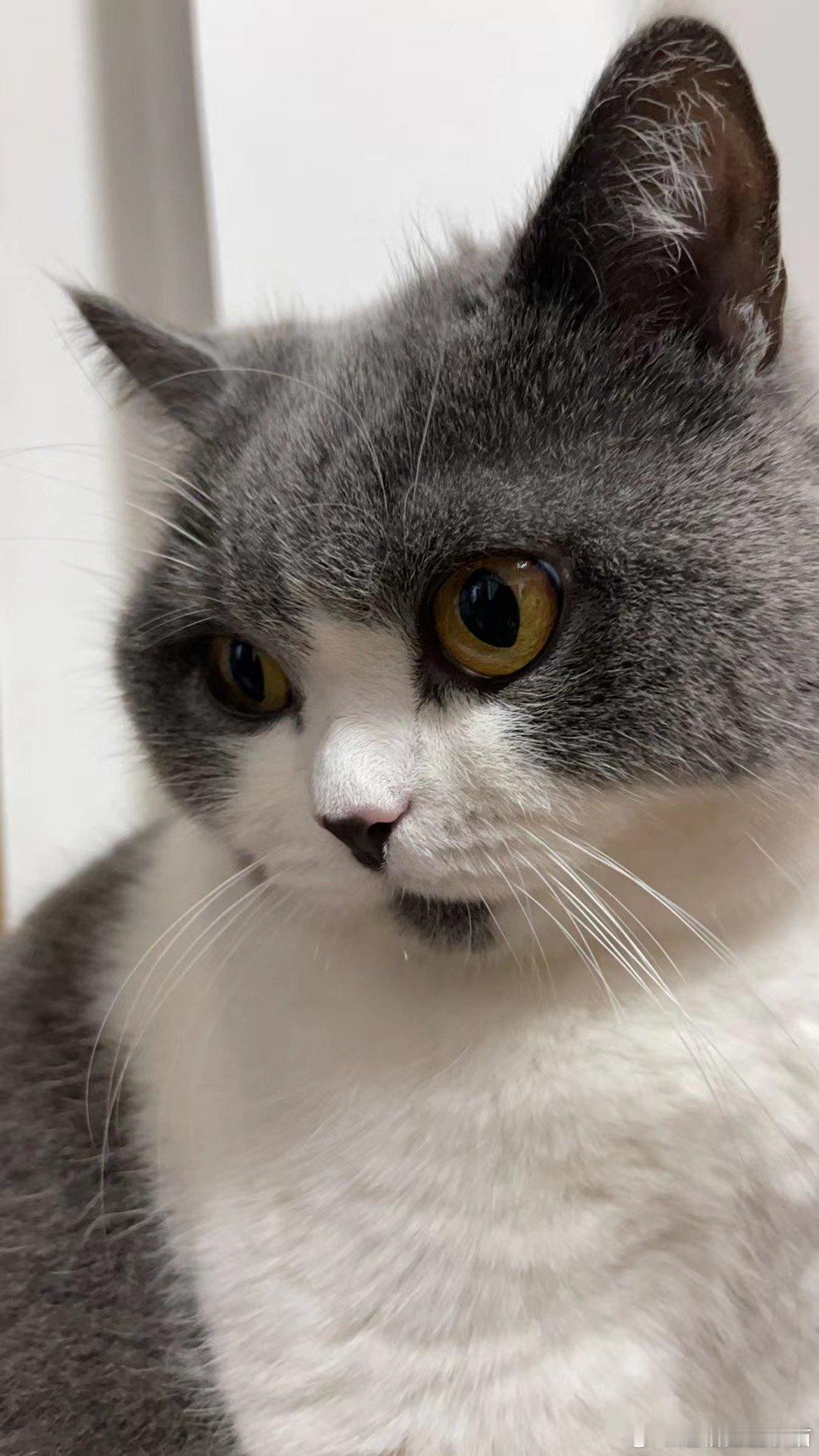 我妈发来的我家猫（）​​​