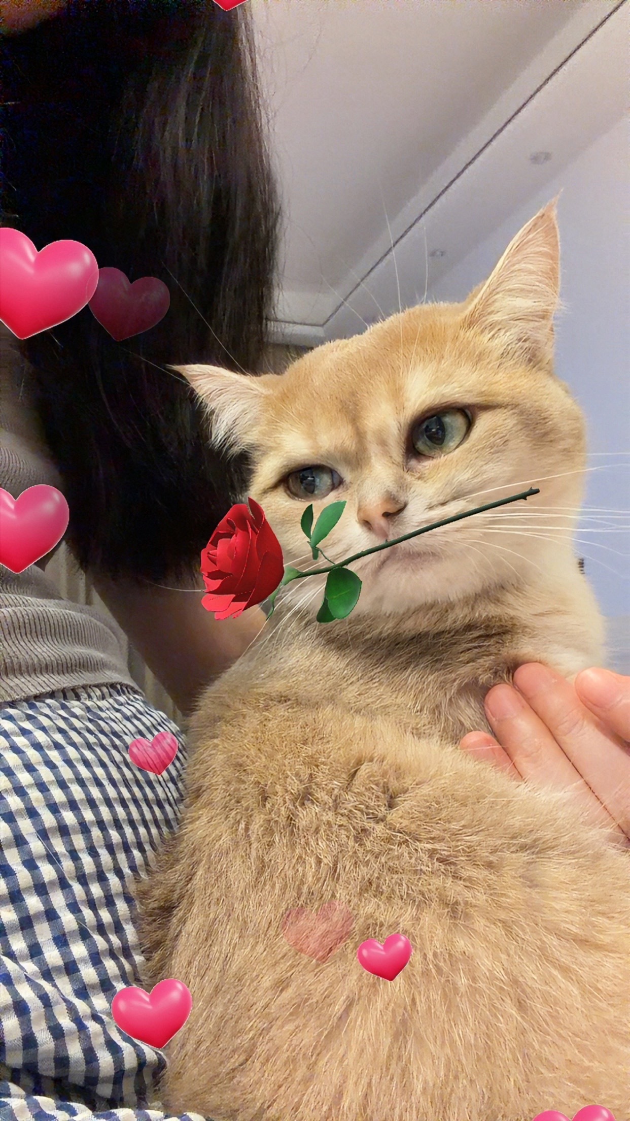 别让小猫拍这些