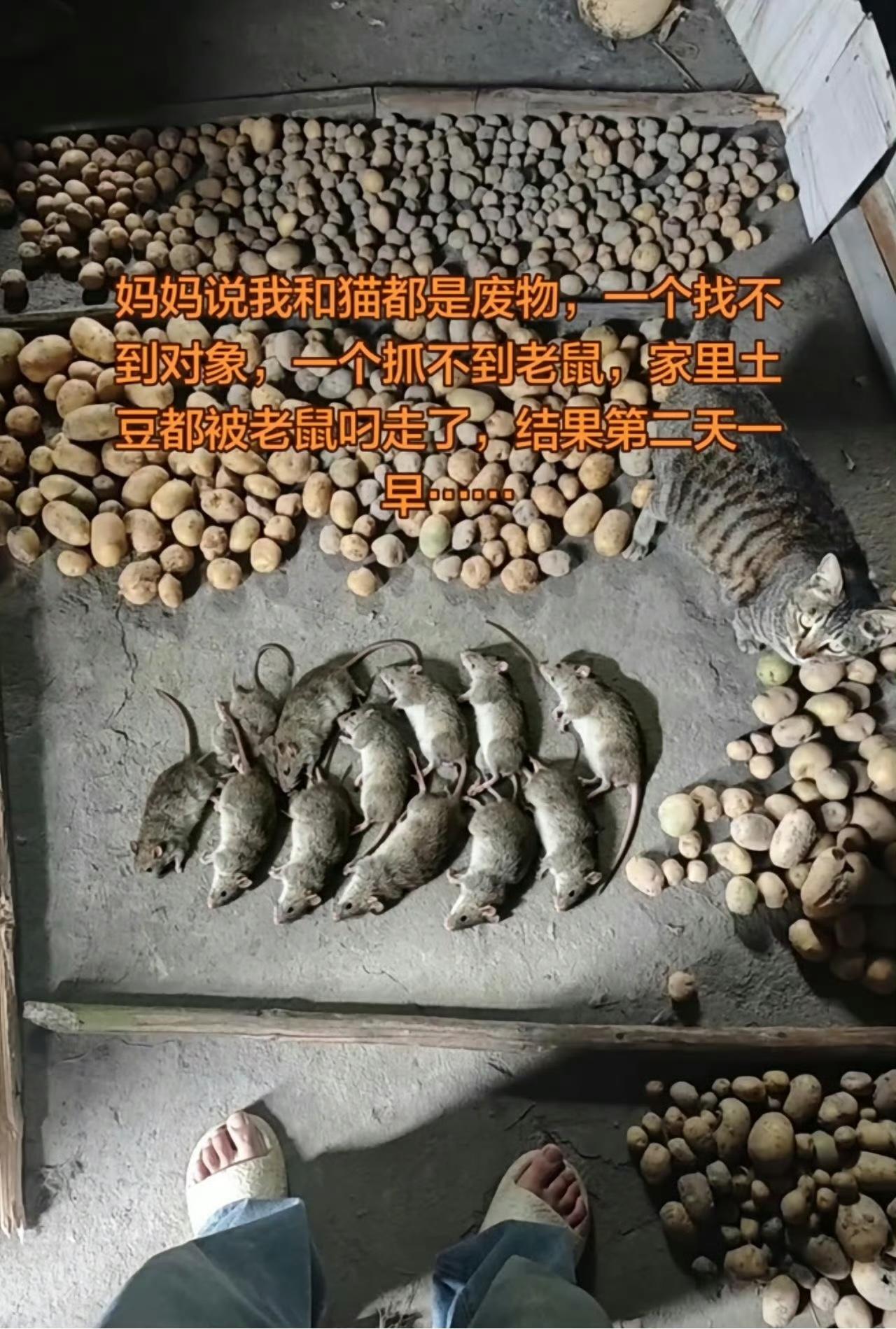 猫：现在家里只有一个废物了！
