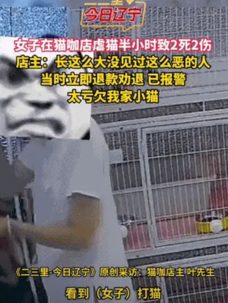 “今天能虐猫，明天能虐童！”沈阳，跑到猫咖虐猫的女子，被抓了，猫2死2伤，猫咖老