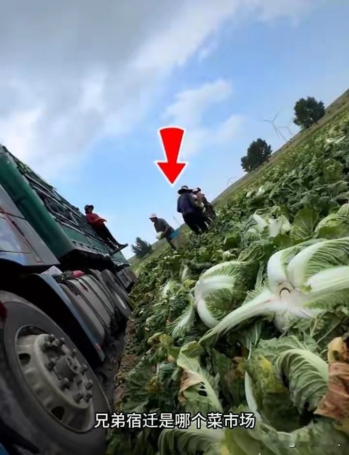 大白菜蘸甲醛，这些收购商，不仅坑了老百姓，还坑了当地的菜农。河北张家口，一博