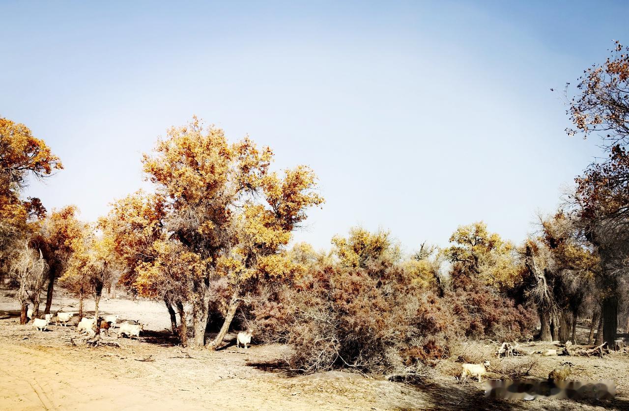 和去韩国、越南比，新疆喀什是不是更远？果真，一查高德地图，距离有4973公里。