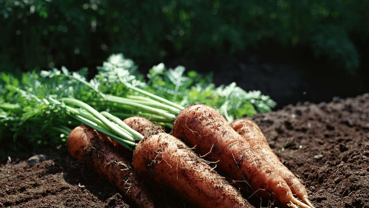 菠菜有机种植探索, 生物防治与土壤管理, 保障蔬菜安全健康