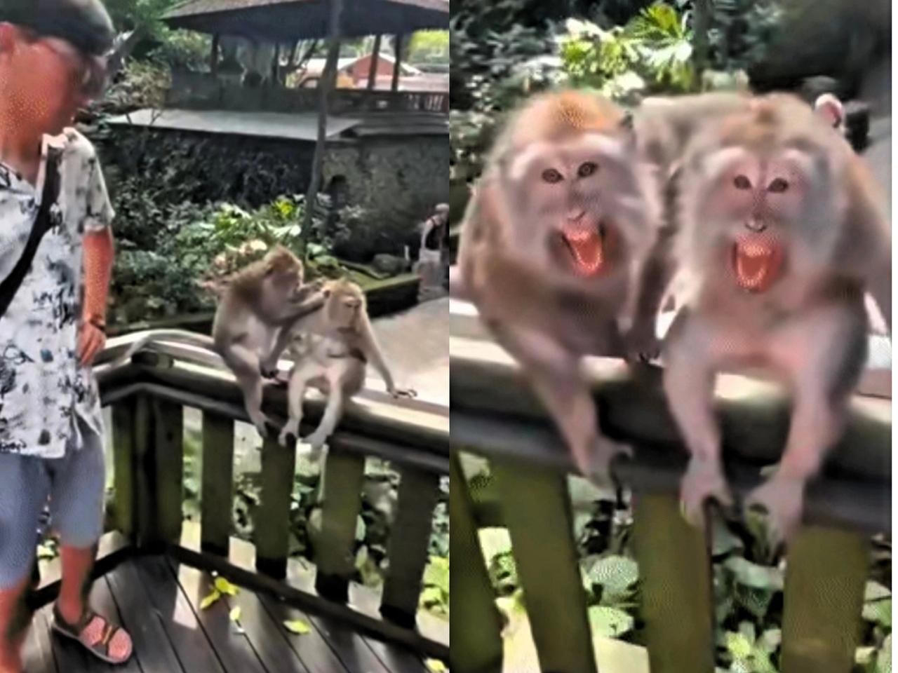 真搞笑，有些人呐，就是不懂分寸，就像在公园里，两只猴子正甜蜜互动呢，画面老温