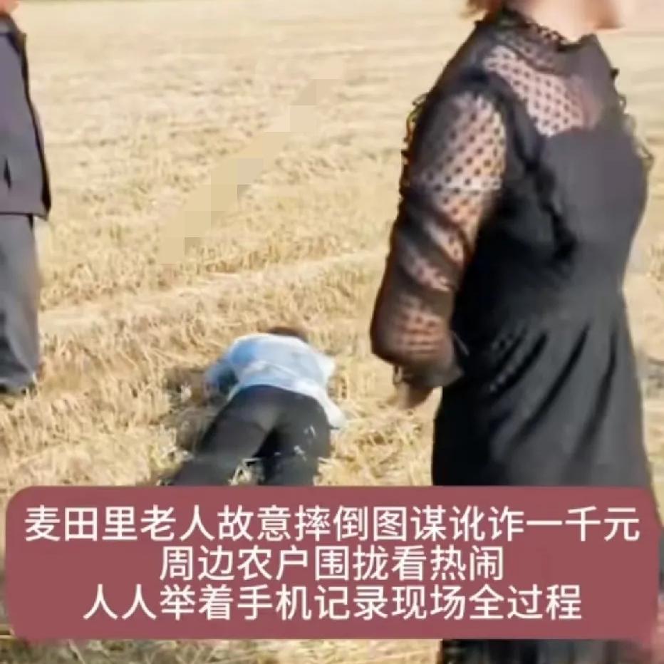 收割机还没碰到人，老人就地躺地哭喊，张口就要一千块私了！麦收大忙时节，跨省