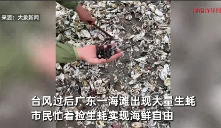 “简直是赚翻了！”7月21日，广东，台风过后，一海滩出现大量的生蚝，满地都是，一