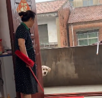 刚露头就秒撤回的汪星人