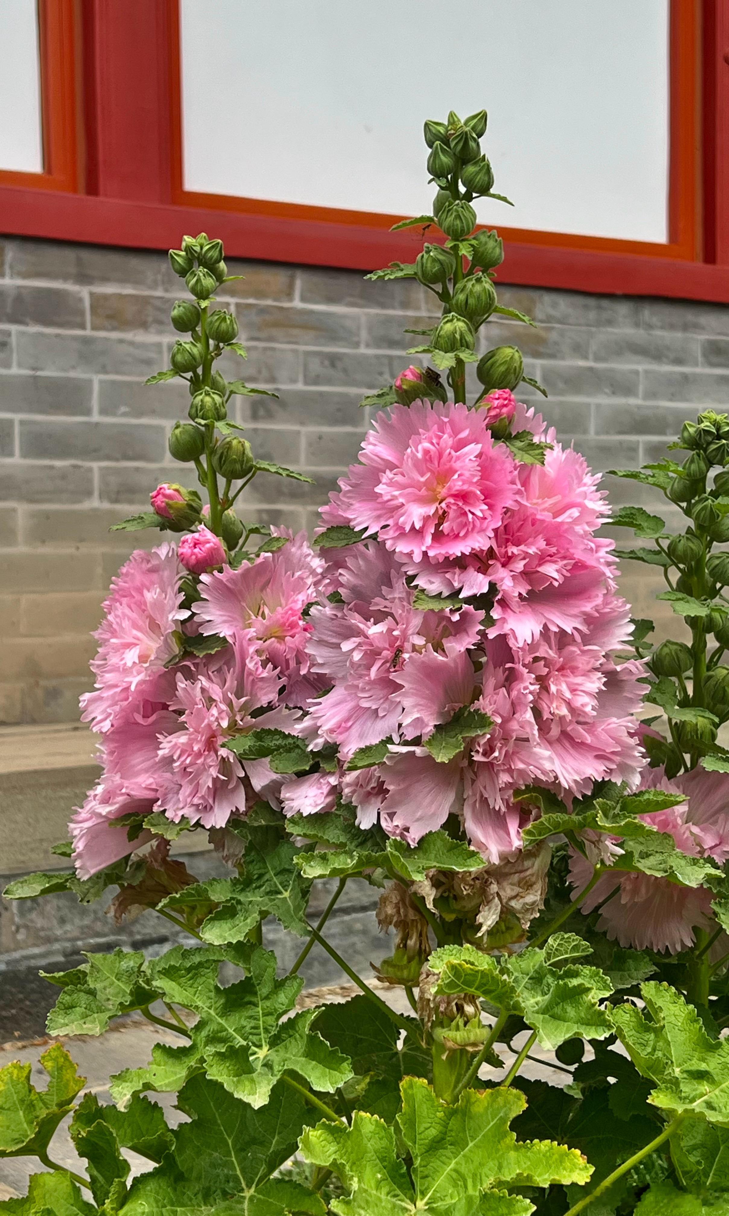 颐和园蜀葵花开摄影​​​