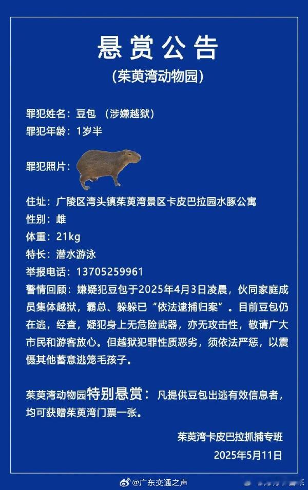 动物园回应悬赏越狱卡皮巴拉因为水豚不是凶猛的危险动物，这样的广告写得俏皮效果就