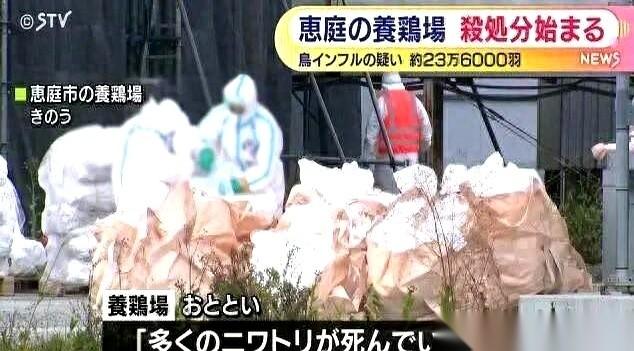 刚刷到个新闻，给我干沉默了。日本北海道，23万6千只鸡，因为禽流感，就地扑杀。