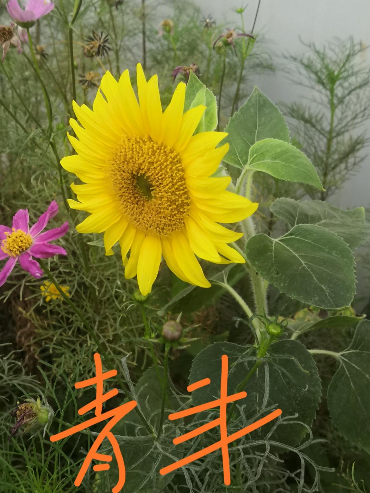 三棵葵花三种人生公司的隔壁是一家舞蹈培训机构，门前种了一圃花卉，其中就有三