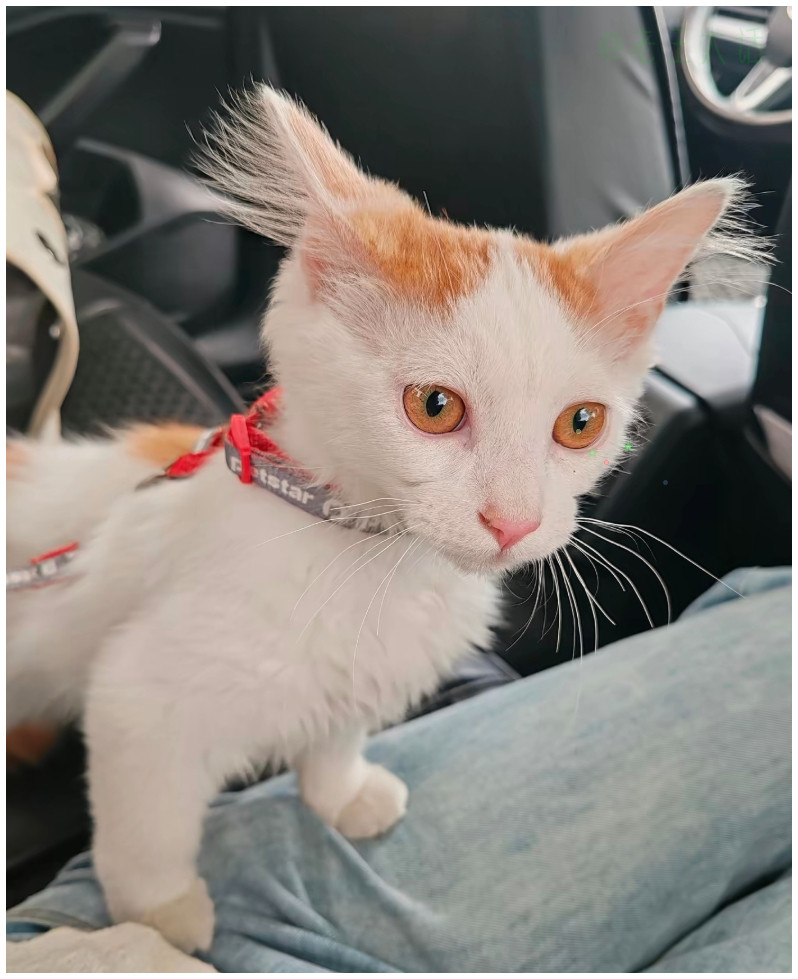 挑战全网最长犟种毛，这是真魔丸,此猫主人分享自己心路历程。