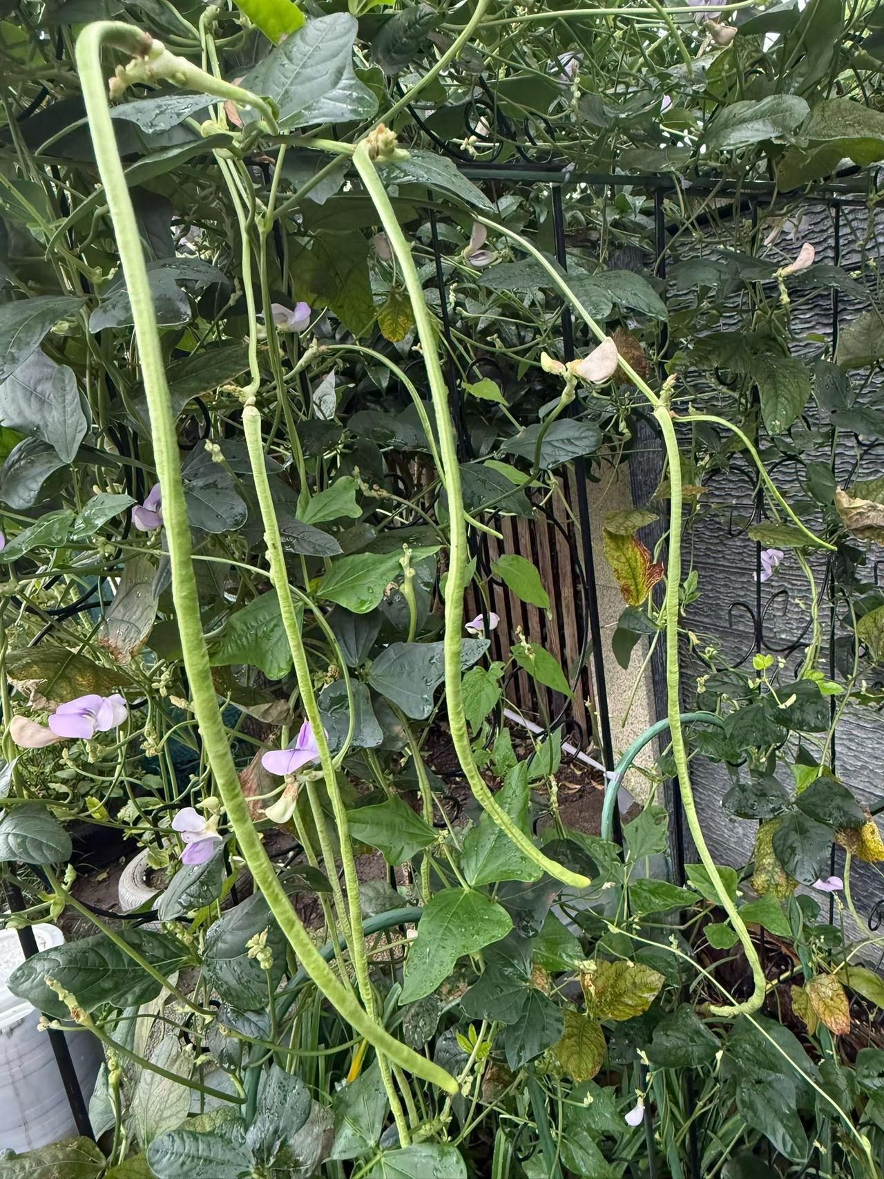 居家劳作：长豇豆种在桂花树下，亦花亦菜，赏花摘豆呵……爱上种！