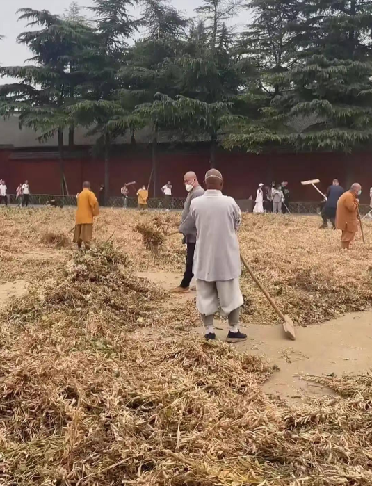 看来白马寺确实不错，没有辜负历史课本，只可惜当下像这样能坚守本心的寺庙太少了，绝