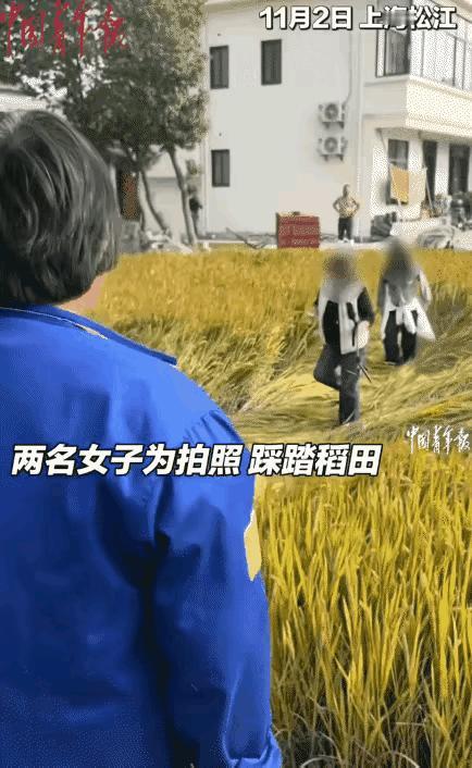 “太可恶了！”上海松江，两名女子出去游玩，看到一片黄澄澄的水稻就想用水稻做背景拍