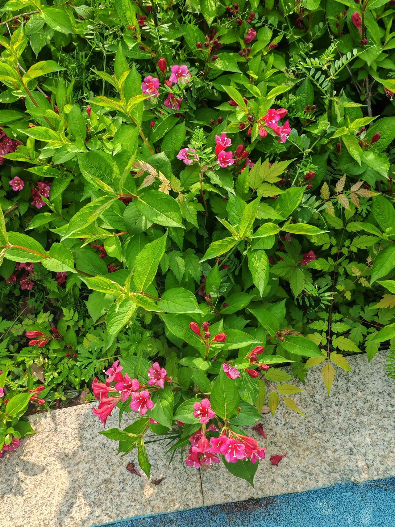 florida）。它是一种非常常见的观赏灌木，属于忍冬科锦带花属。从图片中可