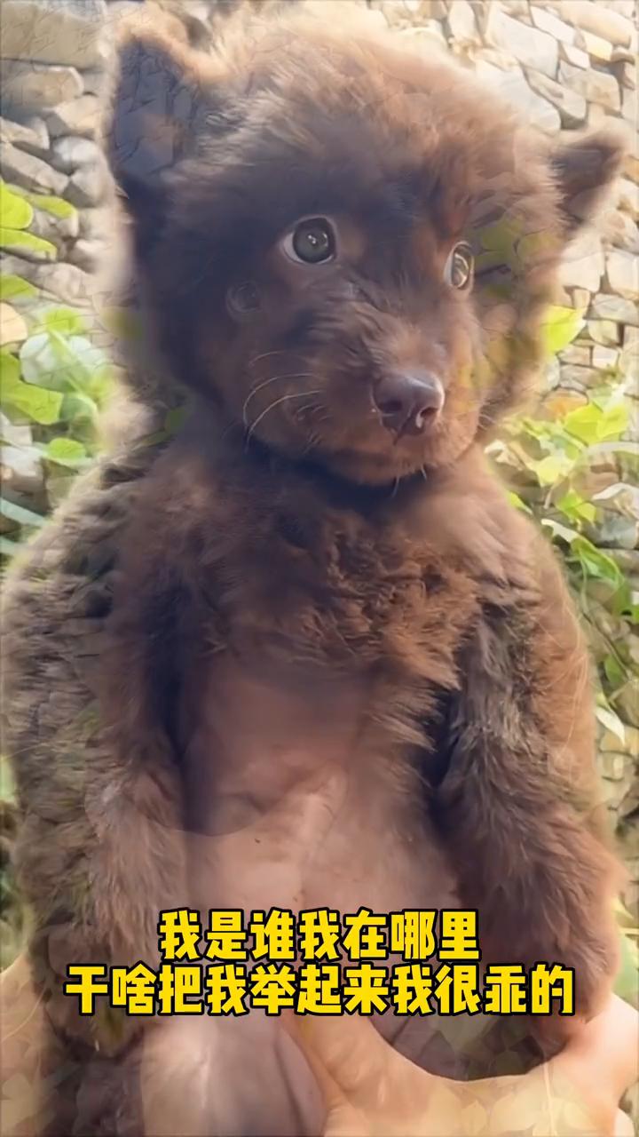 我是谁，我在哪里，干啥把我举起来，我很乖的。