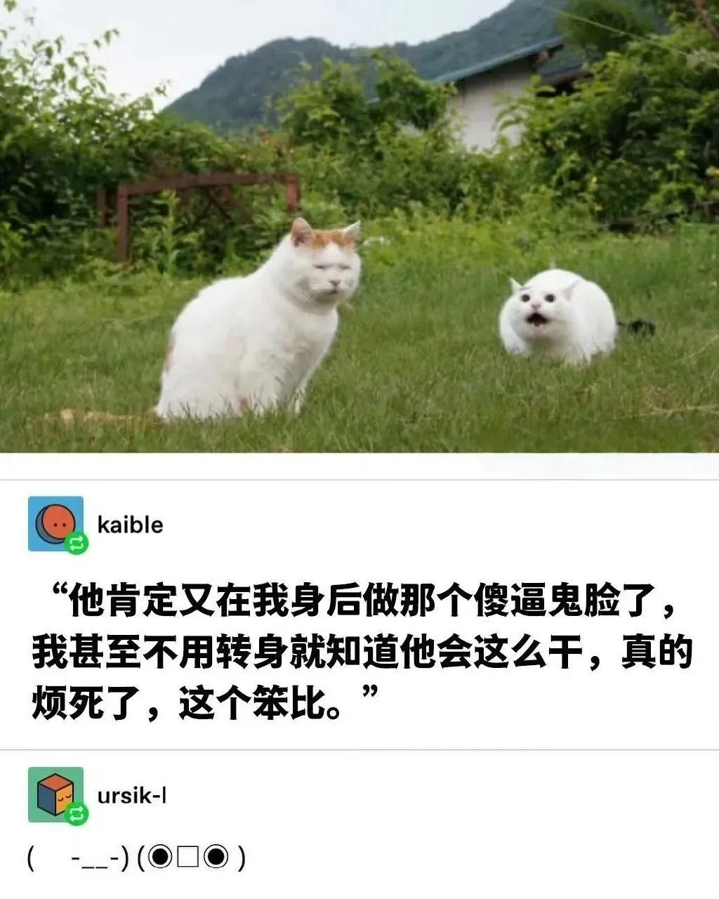 我是不会停止收集这种猫猫meme的​​​