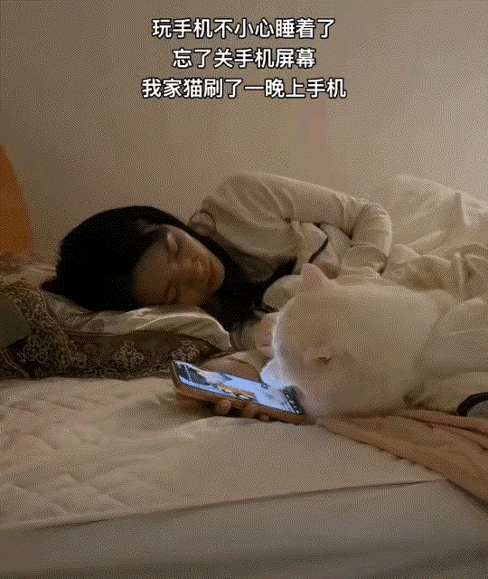太有灵性了！广东一女子躺床上玩手机，玩着玩着睡着了，结果，她养的猫咪却爬上了床，