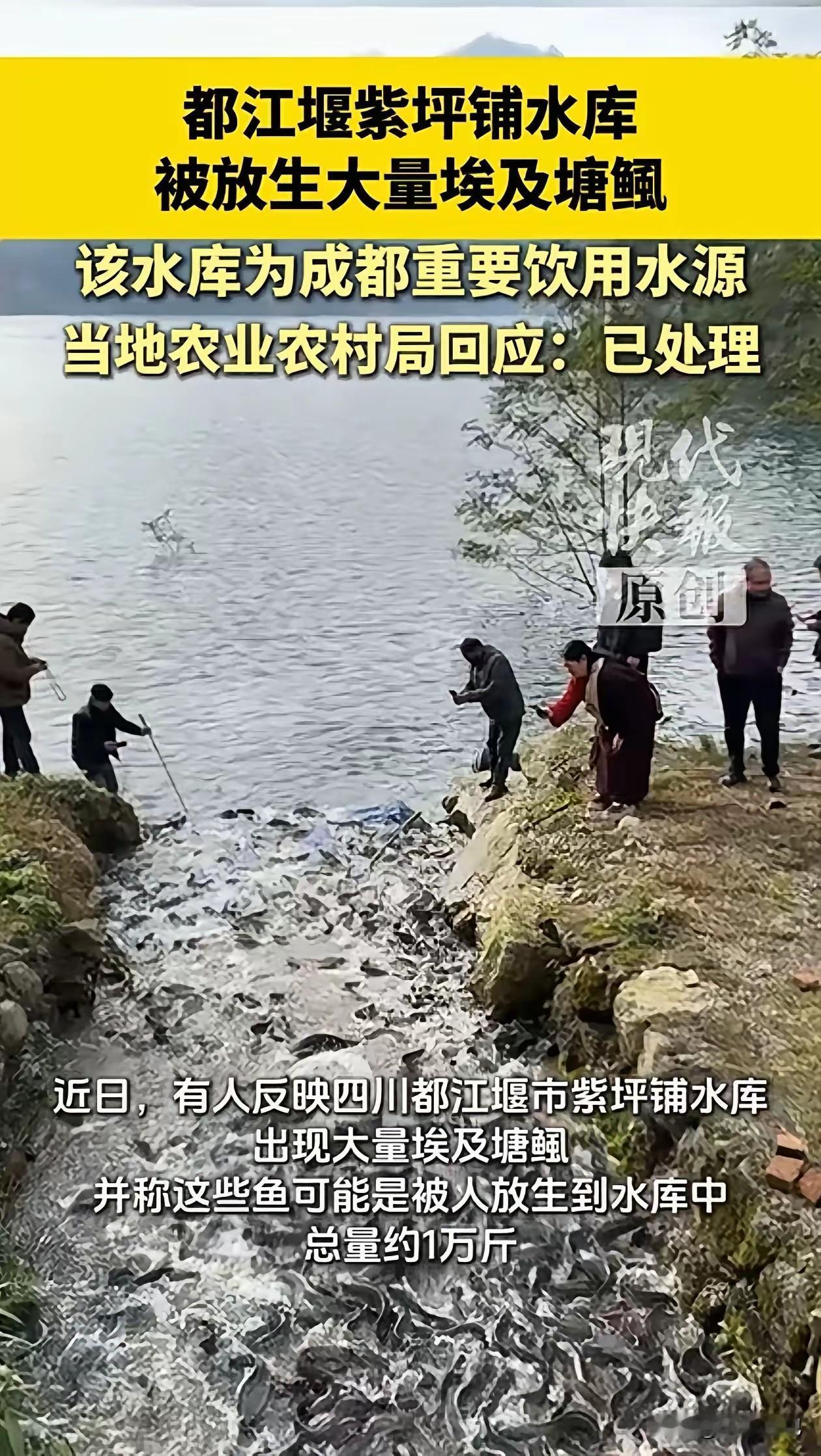 “不是无知就是坏！”四川都江堰，几个钓友去饮用水库钓鱼，撞见有人往里面放生一大堆