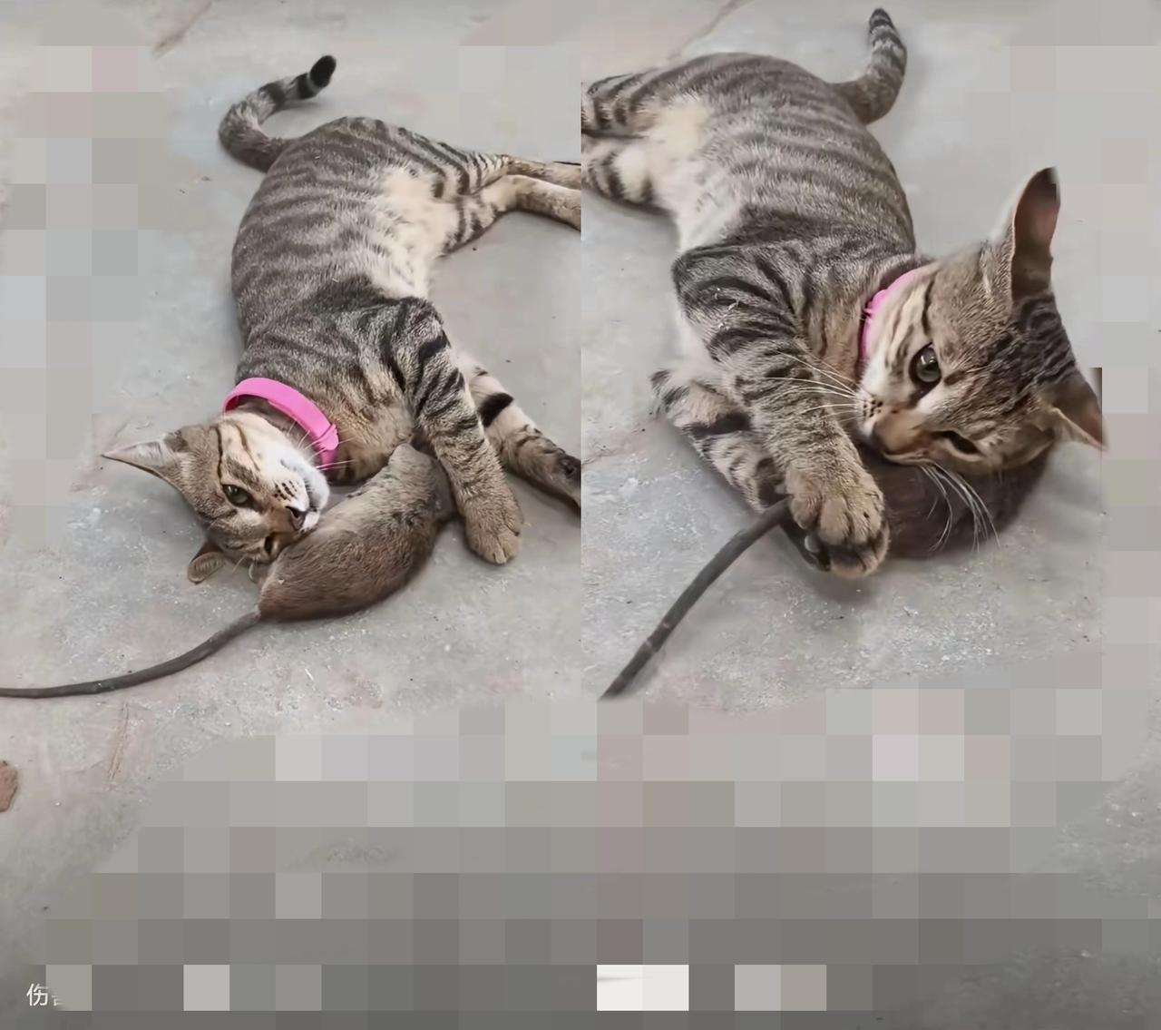 现在的猫都不按套路出牌了吗？刷到个视频直接看懵——一只猫居然把老