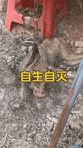 可怜的人类最忠诚朋友。主人忘了她的承诺，也忘了她的归期，她用铁链限制了你的