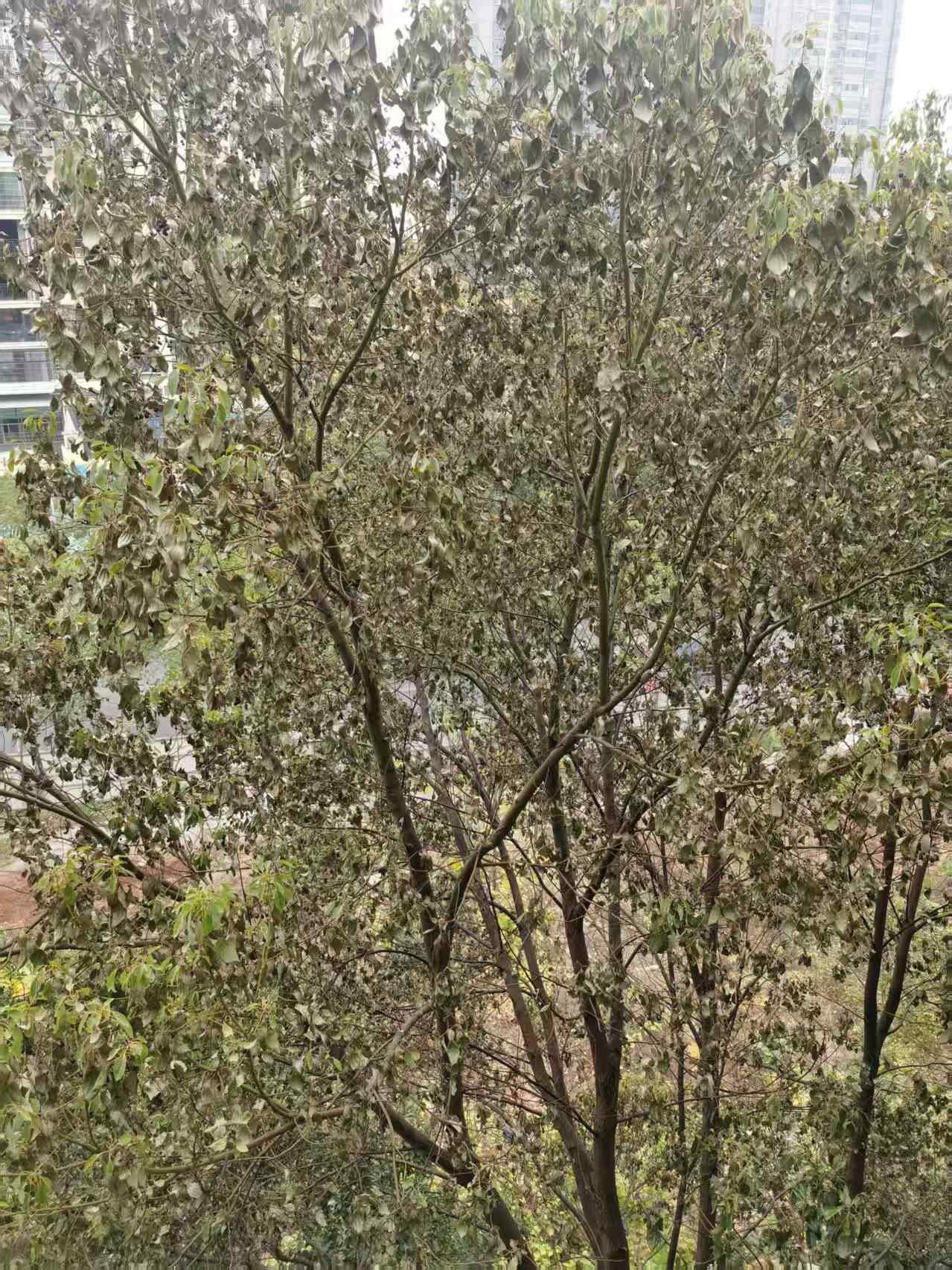 我市樟树界流行一种怪病，请博士研究。近五年，我市死了很多大樟树。我隔壁小区大概