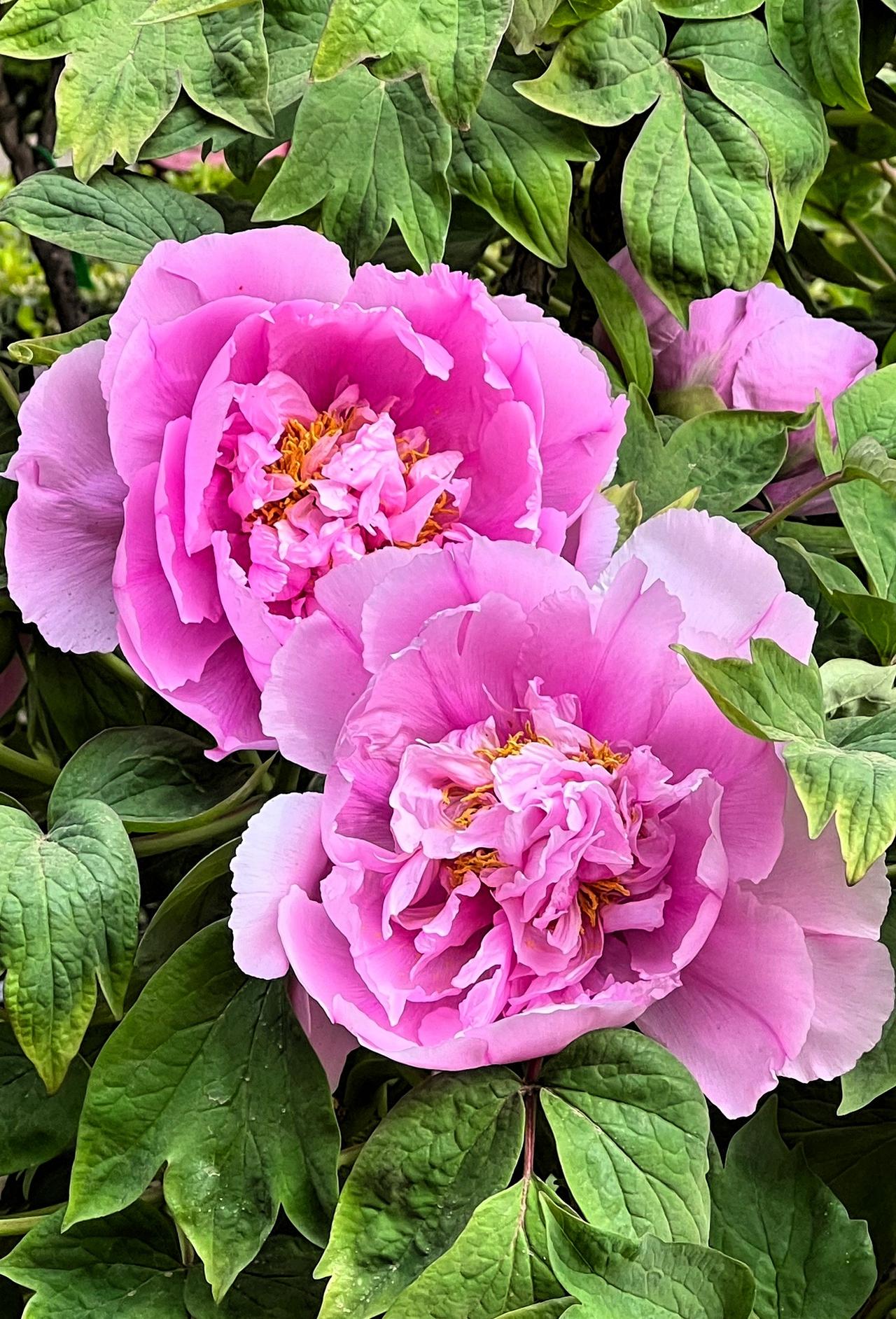 四月是北京最美的月份，因为国花—牡丹要在各大公园闪亮登场了。要说北京哪里的牡丹