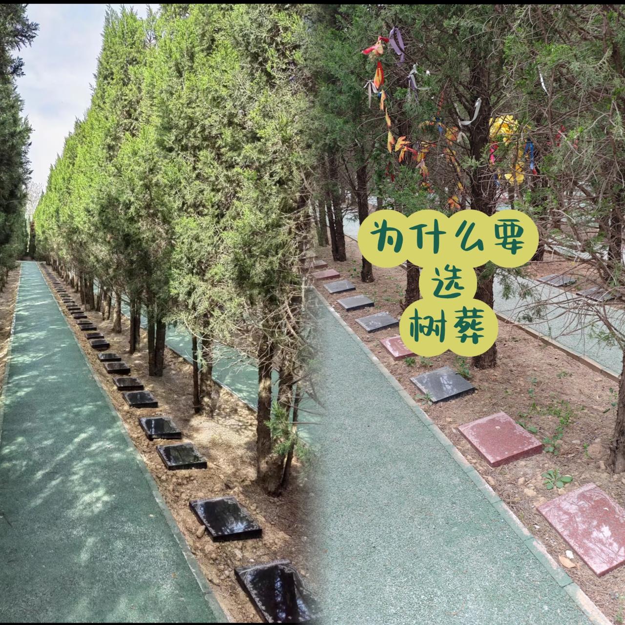 西安树葬？大家放眼瞧瞧，仔细瞧瞧，这也叫树葬？这就是美其名曰的树葬？快拉倒吧