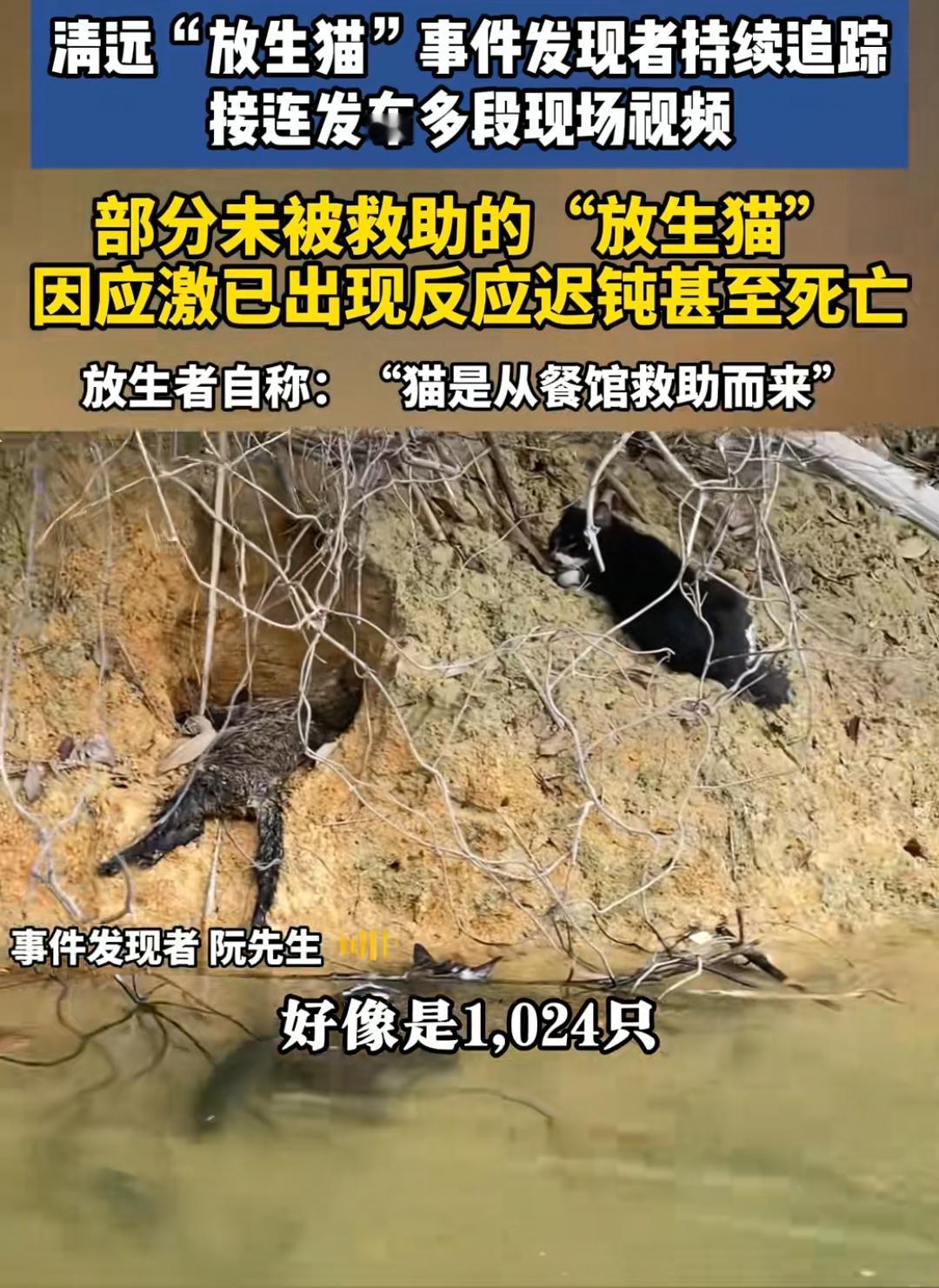 清远放生猫事件！部分未救助的放生猫已出现死亡，其中有猫已经死在了水库里面！根据