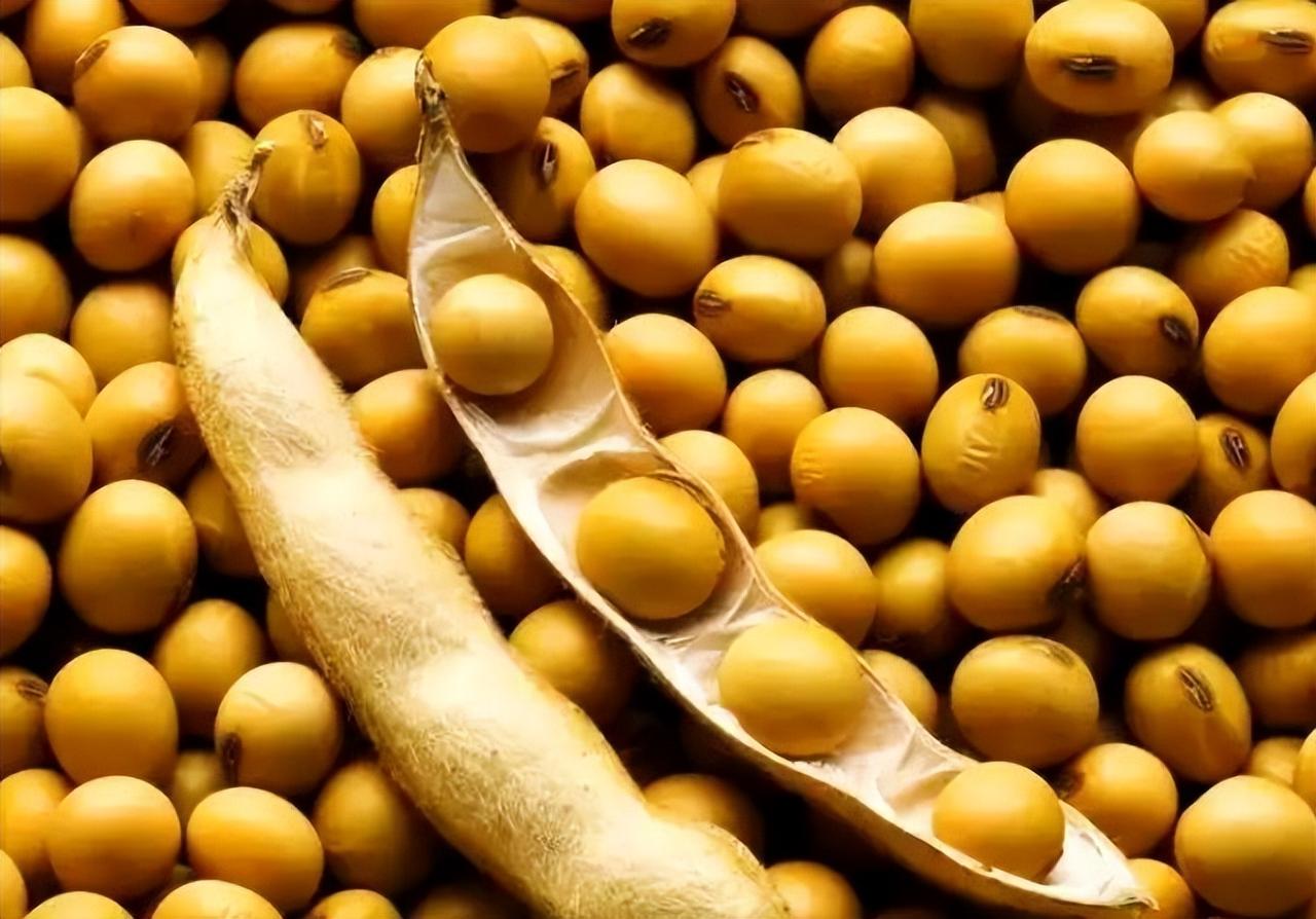 🌞3天狂买160万吨！美国大豆每吨贵600块，中国为何还抢着买？ 11