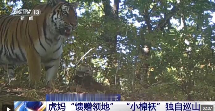 “万物皆有灵！”吉林6岁野生母虎，硬生生独自拉扯5只虎崽长大！一年多后小虎分家，