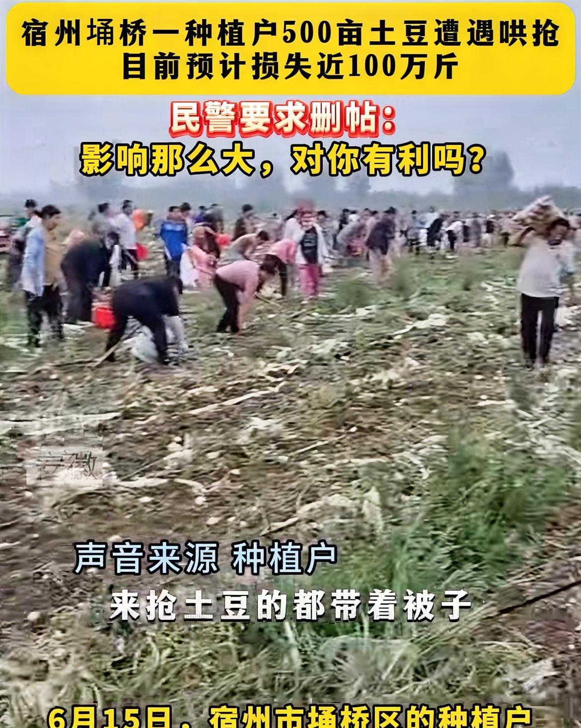 帽子叔叔这次处理安徽宿州抢土豆事，有点过于草率了！土豆种植户曾先生说，刚开始只