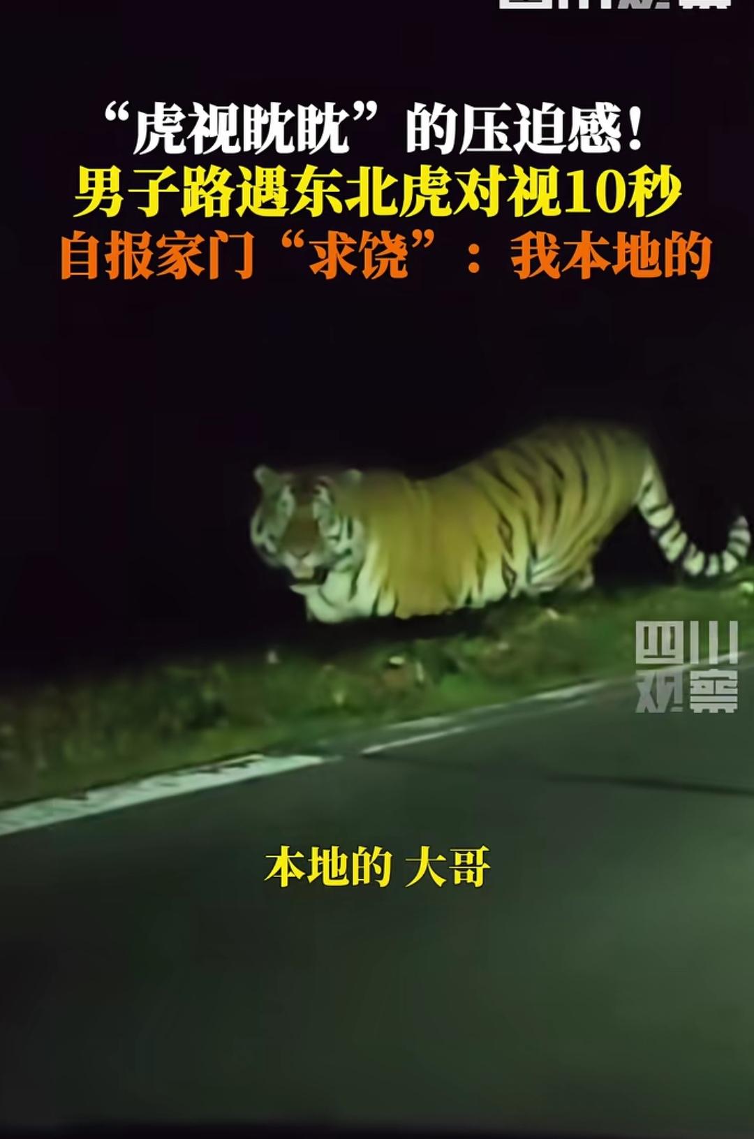 东北大哥遇东北虎，喊“本地的”后对视10秒10月18日，吉林延边二道白河镇