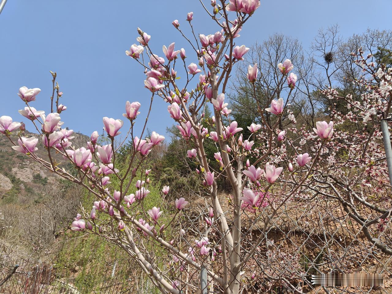 头两天有点心悸，应该是心有点上火，以致大便不通。我向来以每天按时排便为傲，可这两
