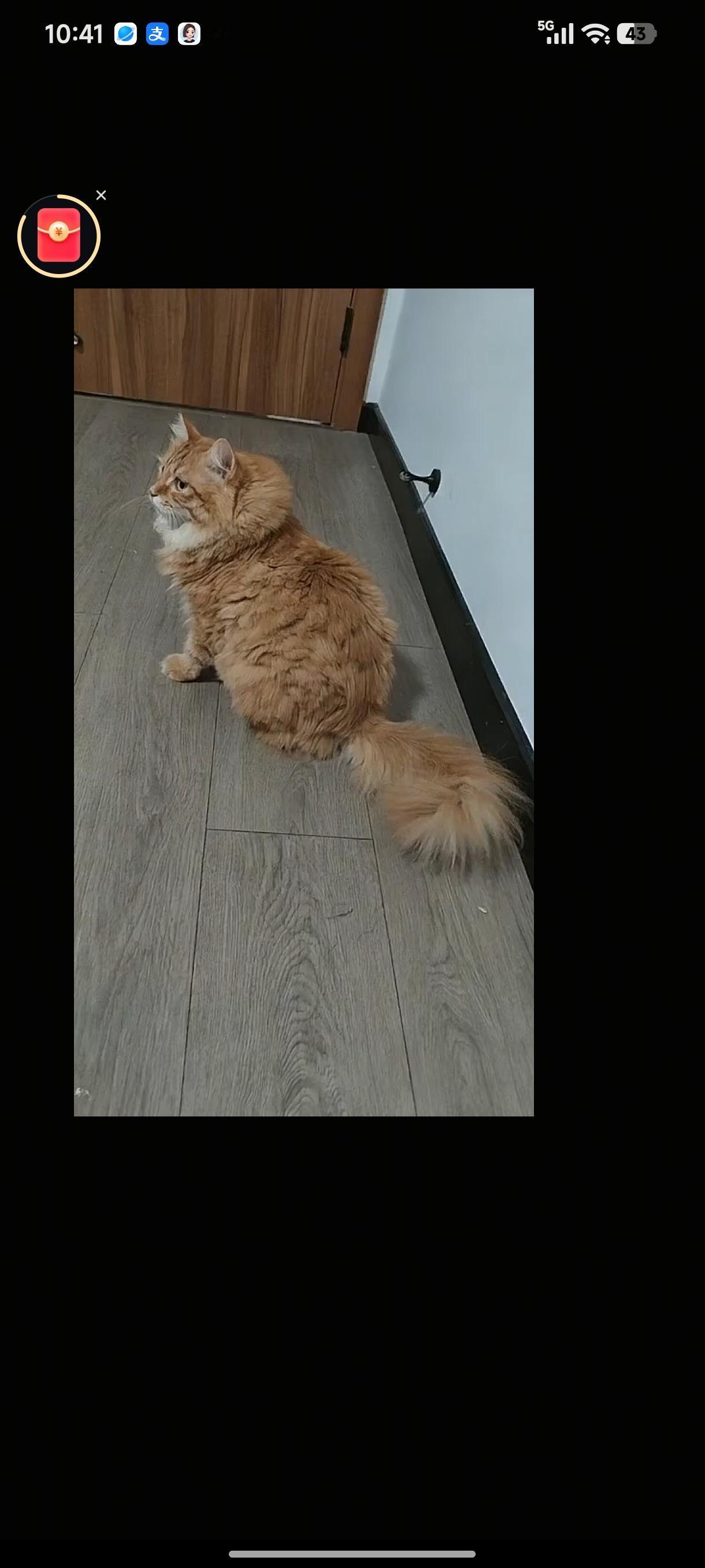 我们家的猫已经跑出去两天了，至今还没有找到。这只猫原本是只流浪猫。一个经常投喂