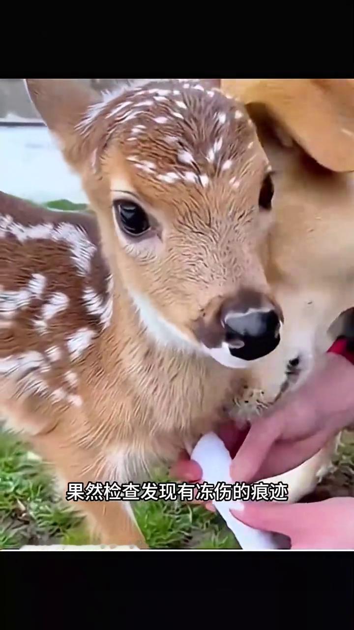 零下十几度的天气下，一只小鹿偷偷溜进了狗窝里。眼看狗狗并没有反对，小鹿直接躺在它