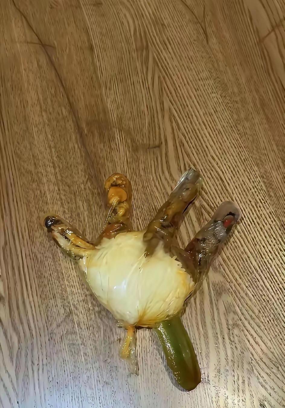 啊，你这样带食物的吗[捂脸哭]