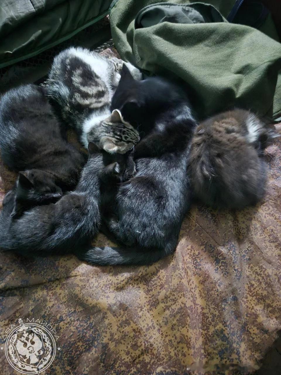 俄军前线士兵收养了大量的流浪猫。这些猫咪不仅是俄军士兵们的心灵慰藉，还能在战壕和