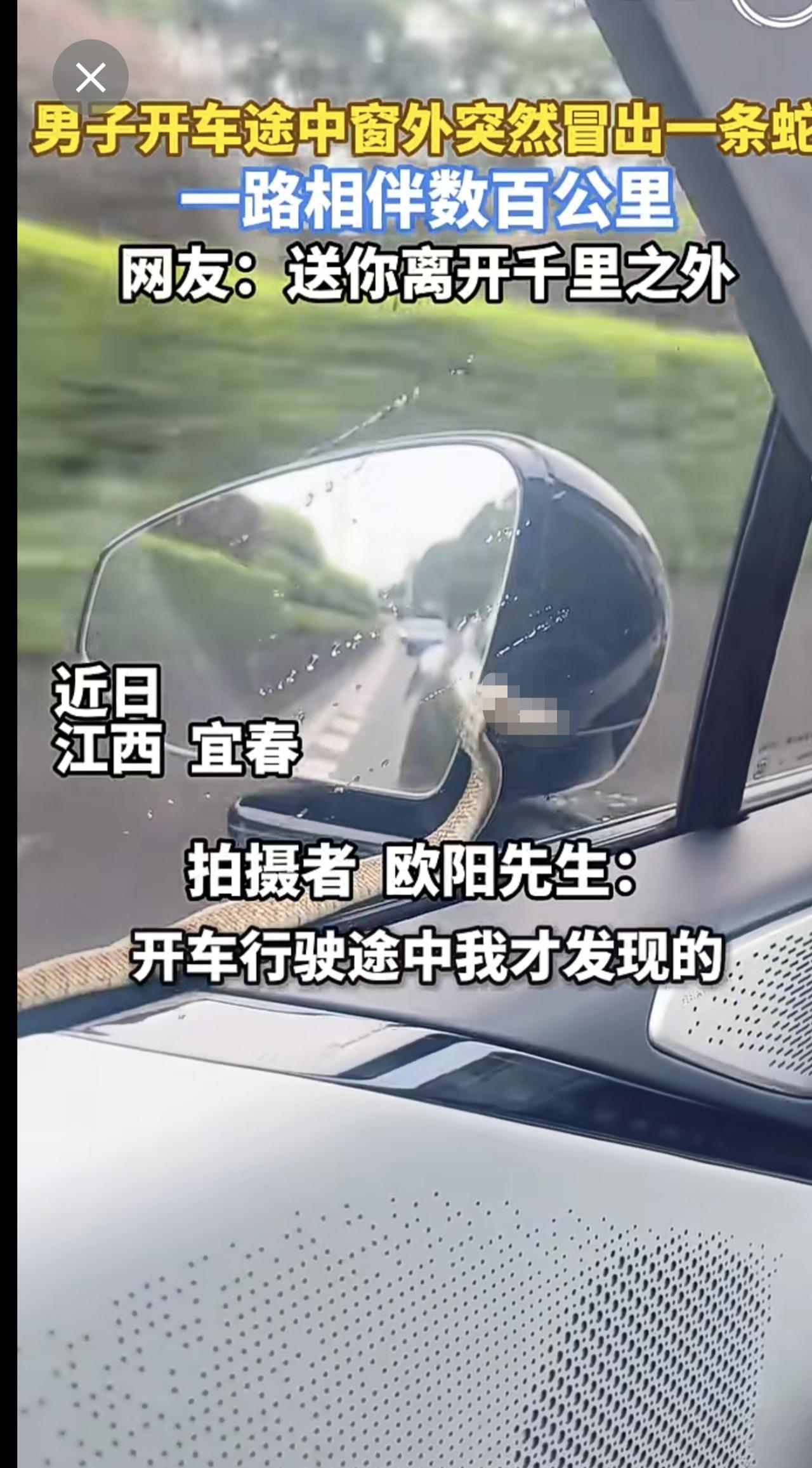 男子开车途中窗外突然冒出一条蛇，一路相伴数百公里，网友：送你离开千里之外。来源：