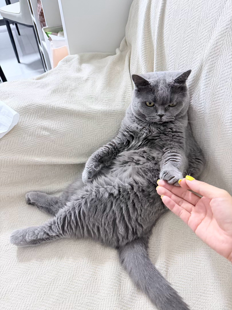 真是被恶心到了还好有小猫咪治愈❤️🩹北京·金盏乡