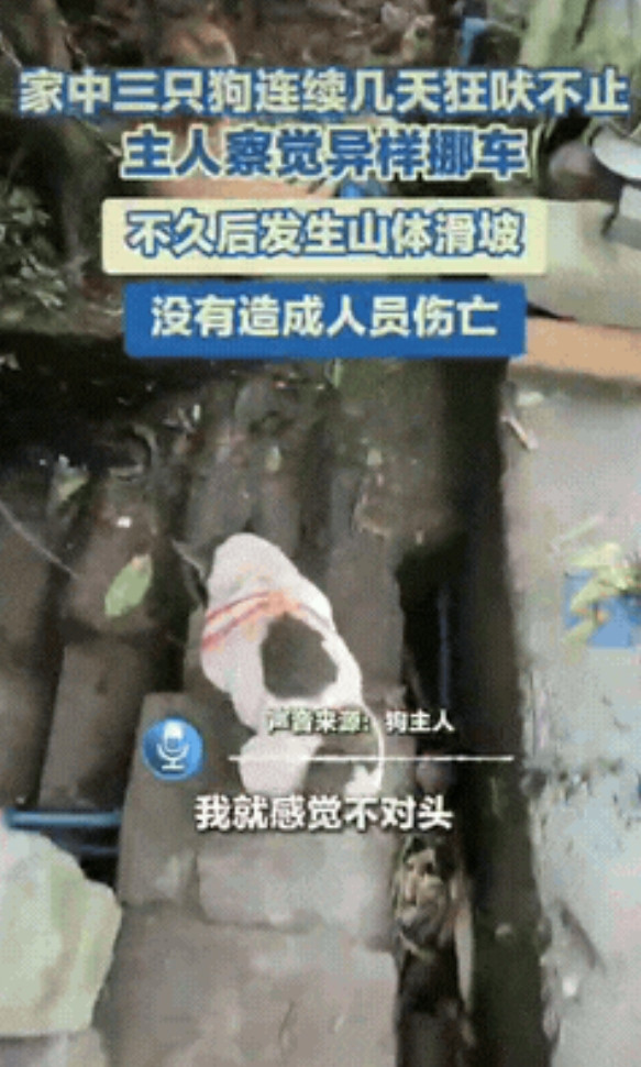 四川乐山，一女子发现家里养的3只狗，总是朝着停车的地方吠，起初女子以为是有其他动