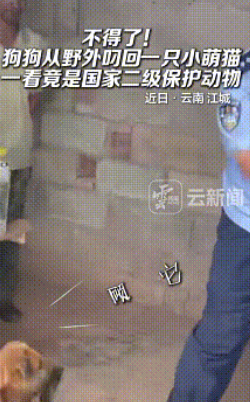 不可思议！云南江城，一只热心肠的狗狗野外玩耍时偶遇“小猫咪”，见它孤单无助，二
