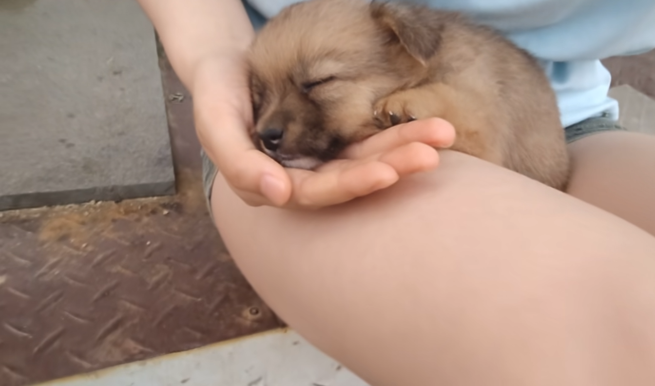 小狗躺的明白吗，换我来[得戚][得戚][得戚]