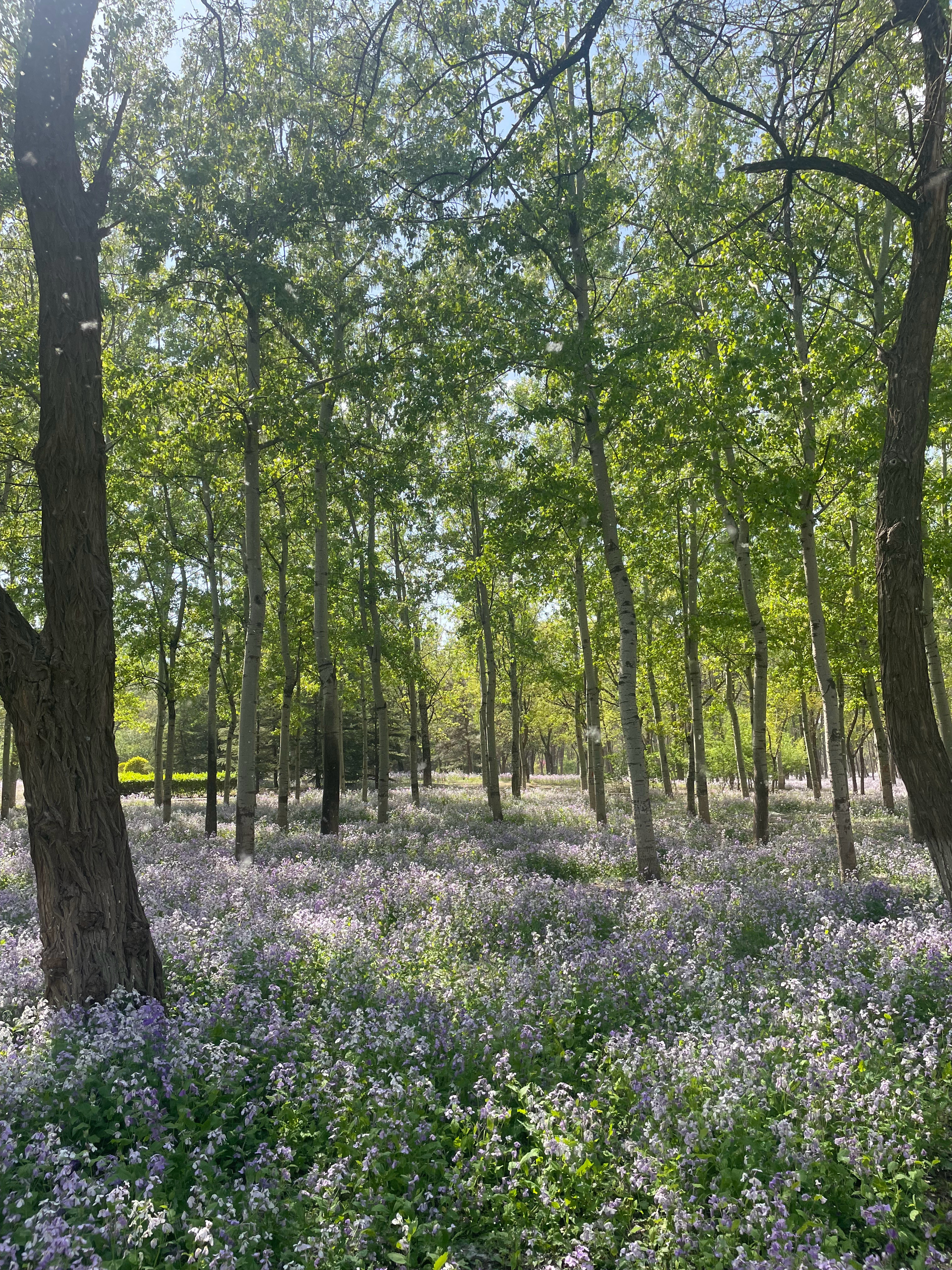 最美人间四月天。北京·京城森林公园